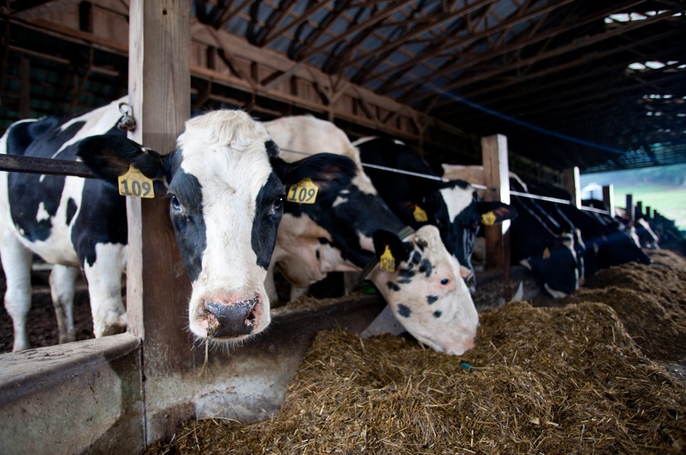 Safe Milk Begins on the Farm – Barstow's Dairy Store and Bakery